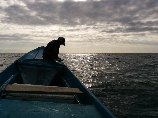 Catching skipjack tuna/Geger